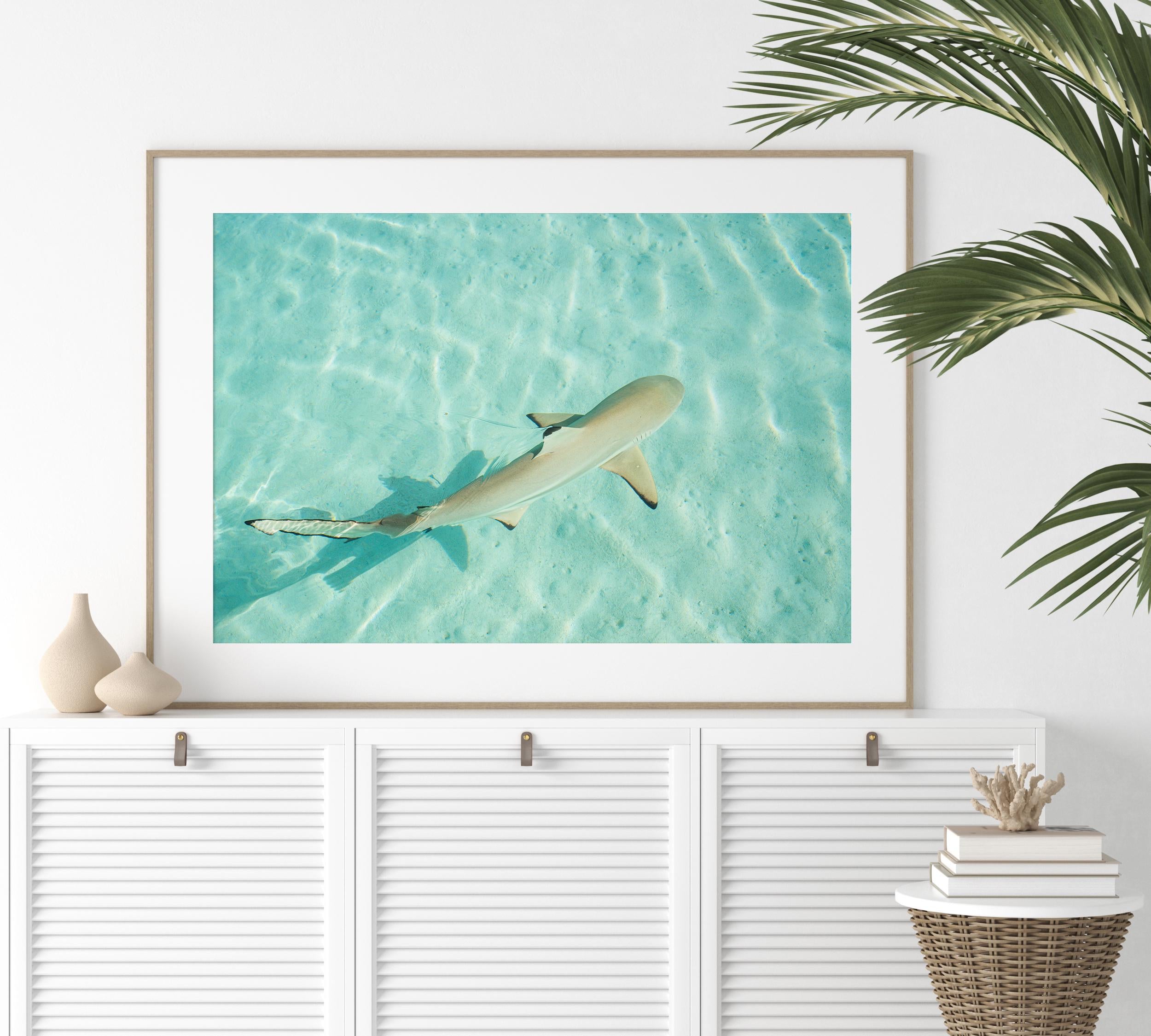 Coastal Wall Art Print, Beach House Decor, Nautical Poster, Ocean Aesthetic, Sea Themed Art, Digital Download, Shark Wall Print, Shark Gift