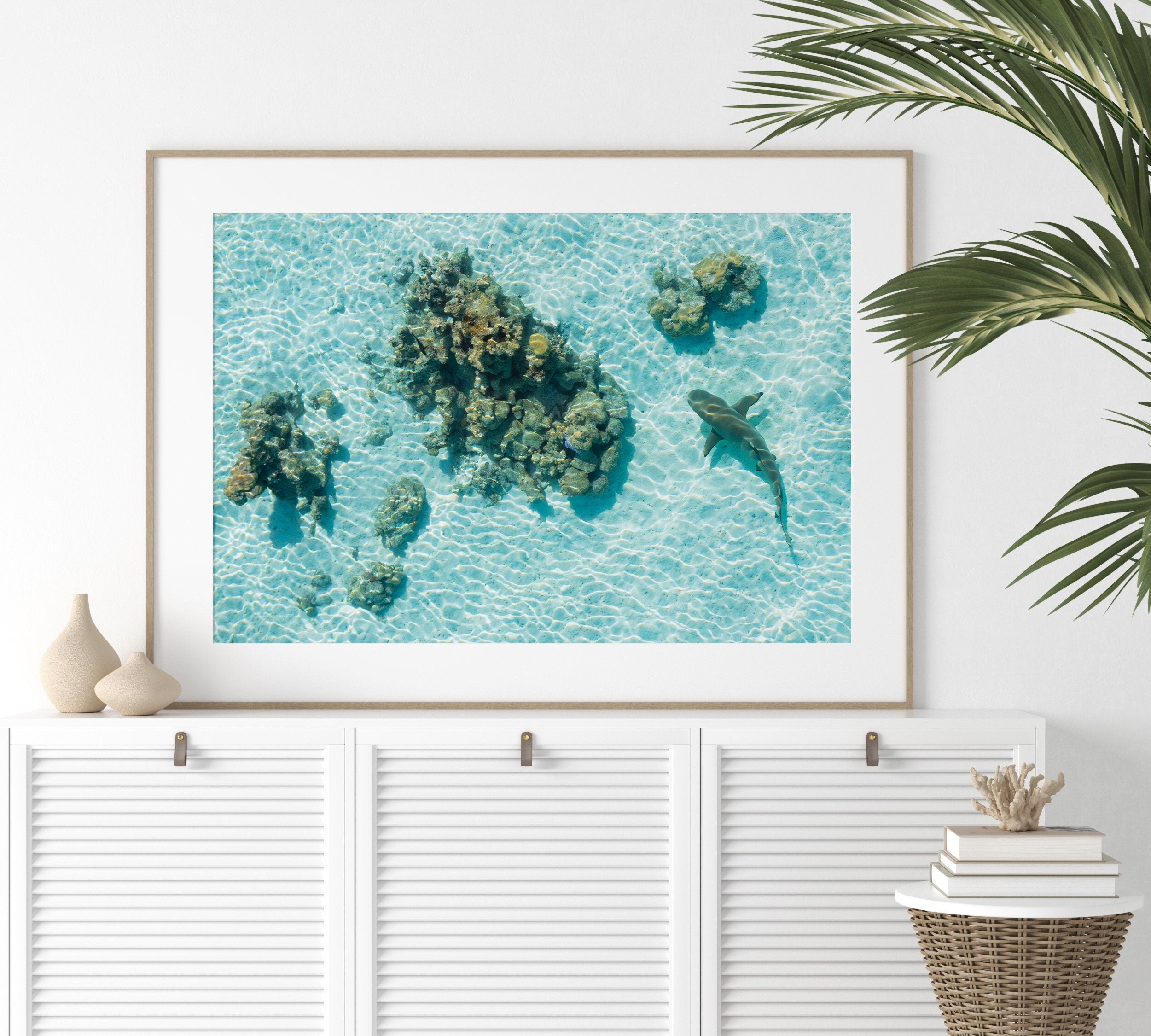 May include: An aerial photograph of a shark swimming over a coral reef in clear blue water.