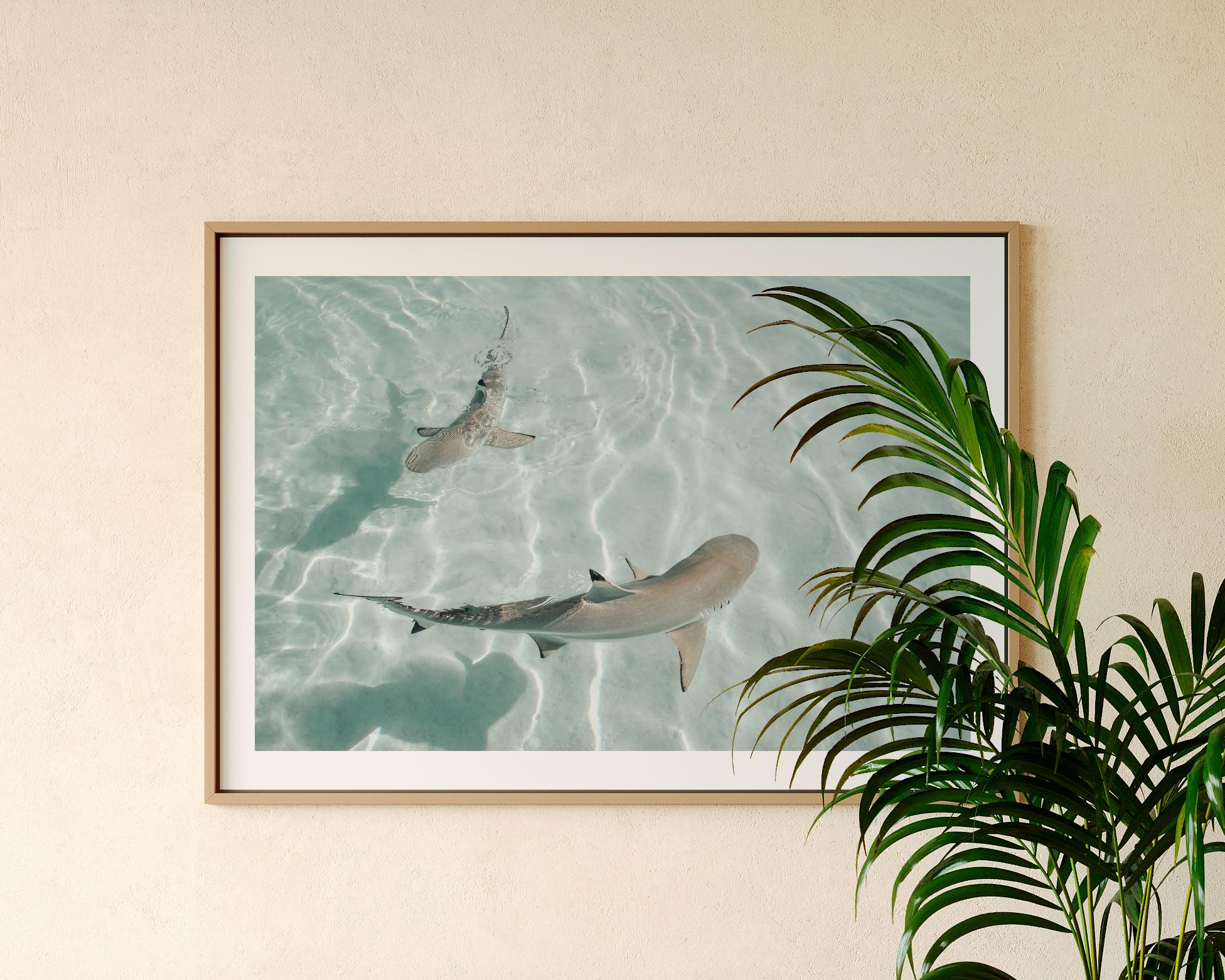 Minimalist Coastal Wall Art, Shark Ocean Photography Print, Neutral Beach Decor, Tropical Tahiti Printable, Coastal Bathroom Decor