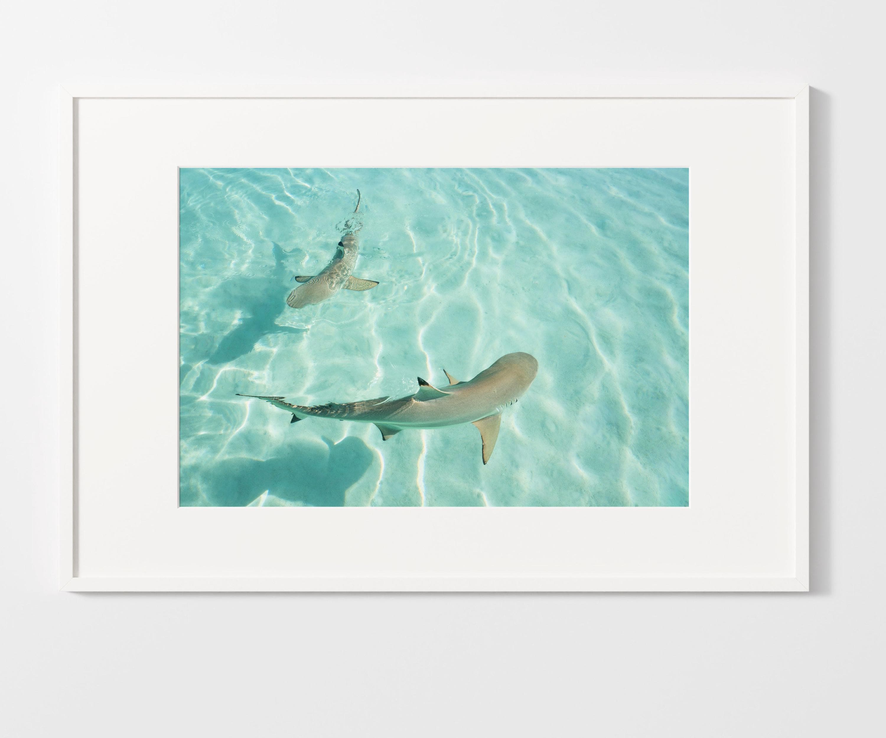 Shark Drone Print, Ocean Print, Ocean Wall Decor, Shark Art, Shark Gifts, Coastal Decor, Tropical Wall Art, Beach Poster, Turquoise Art