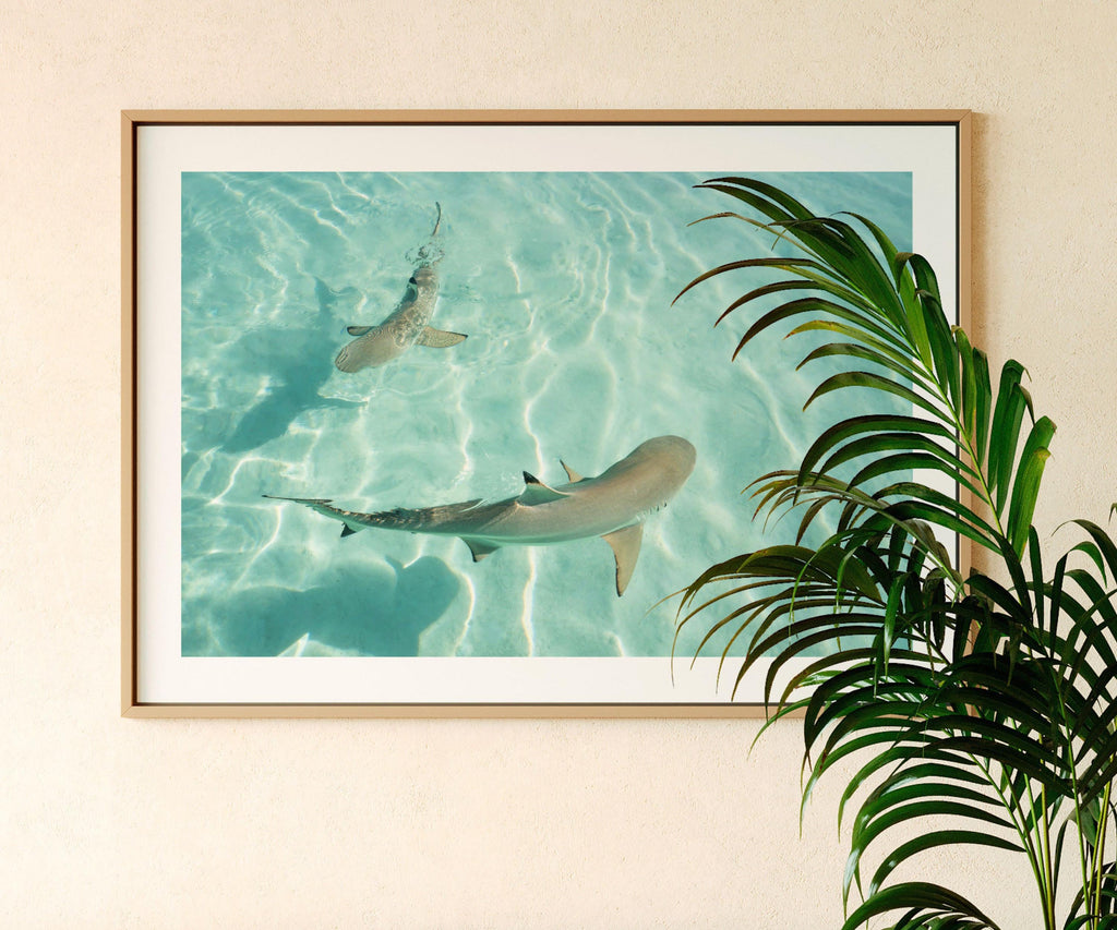 Shark Drone Print, Ocean Print, Ocean Wall Decor, Shark Art, Shark Gifts, Coastal Decor, Tropical Wall Art, Beach Poster, Turquoise Art