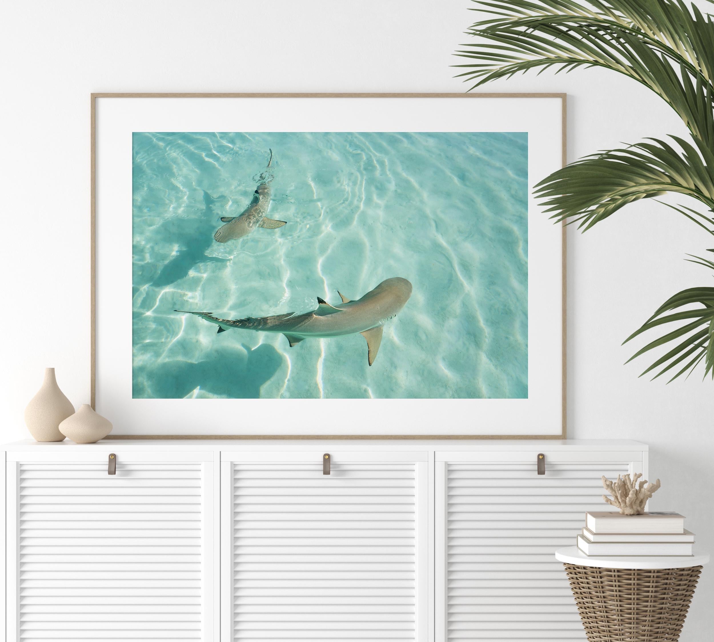 Shark Drone Print, Ocean Print, Ocean Wall Decor, Shark Art, Shark Gifts, Coastal Decor, Tropical Wall Art, Beach Poster, Turquoise Art