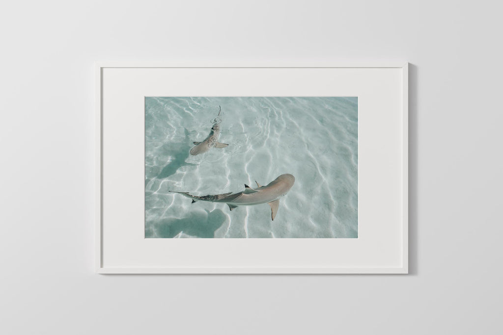 Minimalist Coastal Wall Art, Shark Ocean Photography Print, Neutral Beach Decor, Tropical Tahiti Printable, Coastal Bathroom Decor