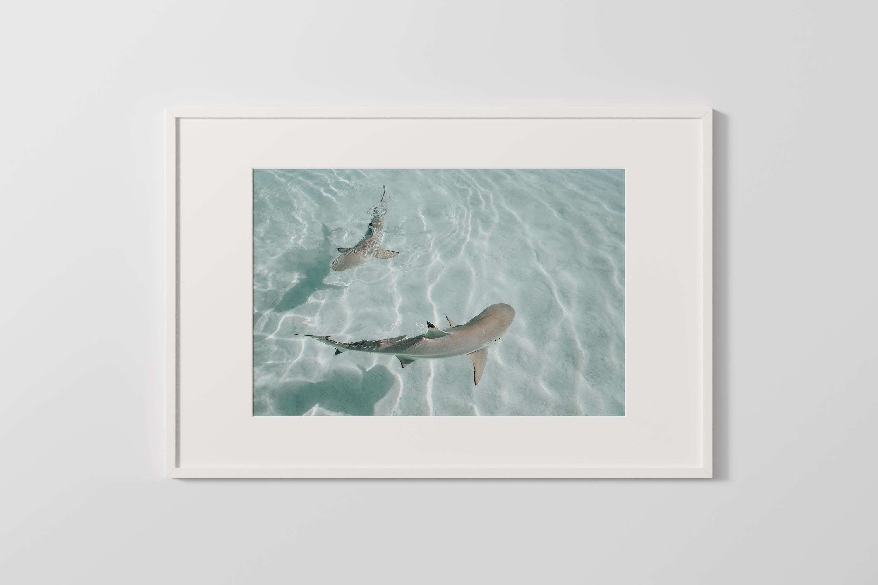 Minimalist Coastal Wall Art, Shark Ocean Photography Print, Neutral Beach Decor, Tropical Tahiti Printable, Coastal Bathroom Decor